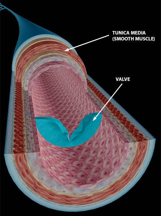 Layers Of Blood Vessels Labeled / Anatomy of the Blood Vessel (Advanced